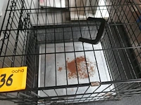 Katkennel - afbeelding 3 van  3