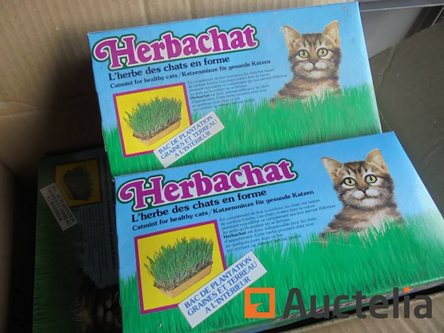 Kattenkruid - afbeelding 1 van  4