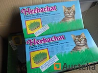 Kattenkruid