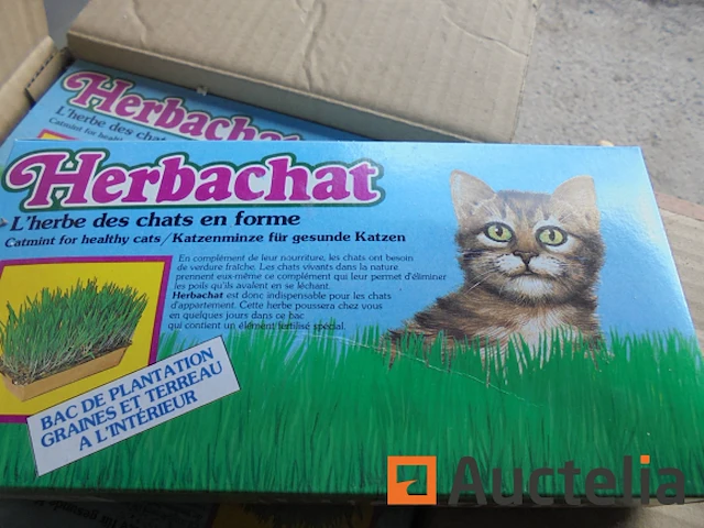 Kattenkruid - afbeelding 3 van  4