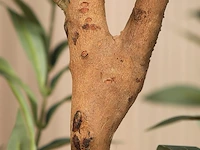 Kazeila kunstmatige olijfboom (1,5 m) - afbeelding 3 van  4