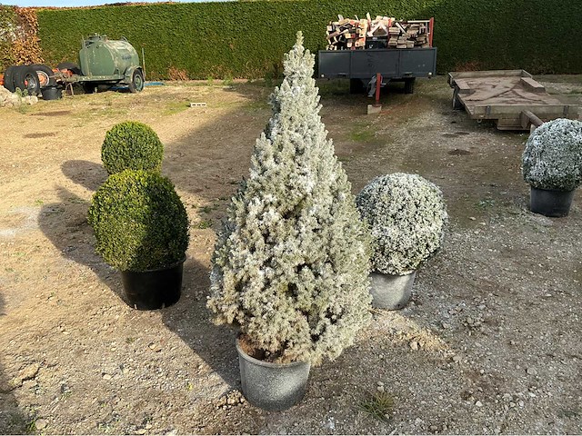 Kerstboom 100cm ‘besneeuwd’ in pot sierboom (2x) - afbeelding 1 van  1