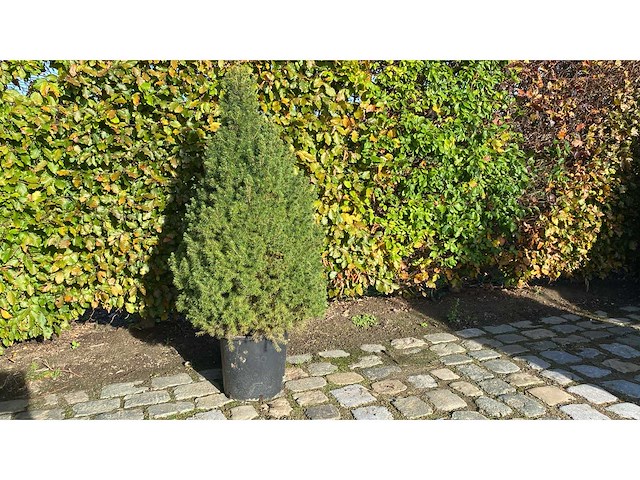 Kerstboom 100cm in pot sierboom (4x) - afbeelding 1 van  1