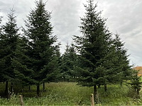 Kerstboom nordmann 5 tot 7 meter sierboom - afbeelding 2 van  2