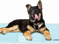 Koelmat hond - afbeelding 1 van  7