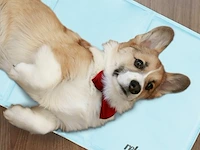Koelmat hond - afbeelding 7 van  7