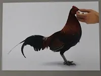Koen van mechelen - louisiana