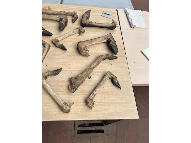 Koloniale bak met dierenpoten - afbeelding 2 van  5