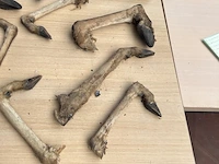 Koloniale bak met dierenpoten - afbeelding 2 van  5