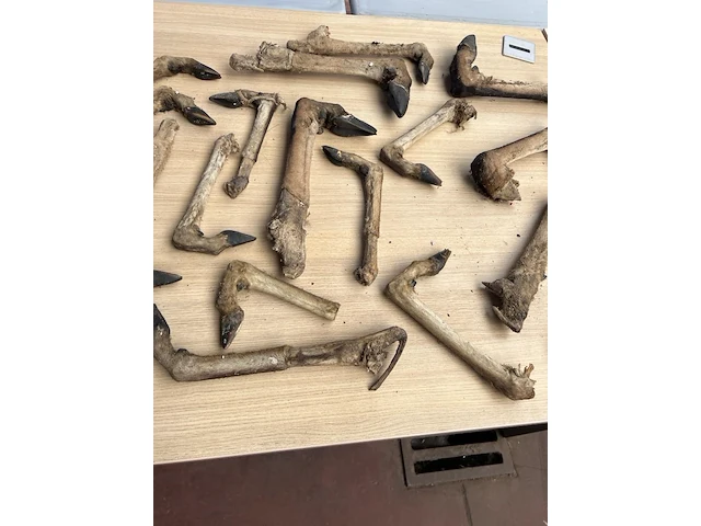 Koloniale bak met dierenpoten - afbeelding 3 van  5