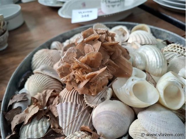 Koraal - afbeelding 2 van  2