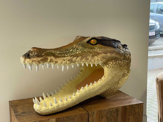 Krokodillenkop h46cm x l78cm original - afbeelding 3 van  4