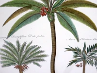 Kunst palmboom (x2) - afbeelding 4 van  6