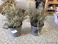 Kunstbloemen - afbeelding 1 van  2