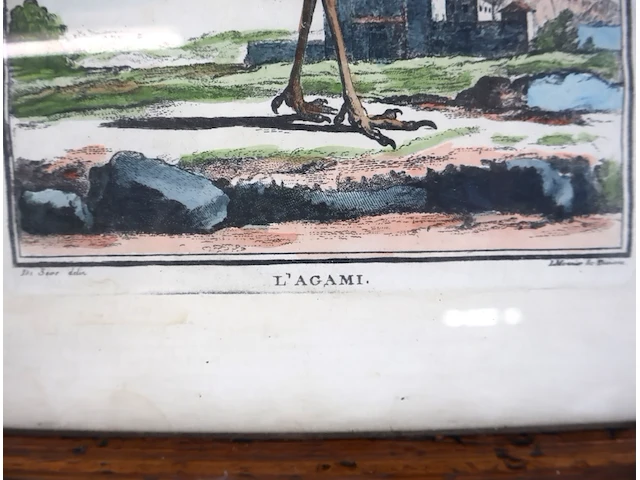 L'agami - afbeelding 3 van  5