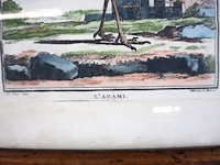 L'agami - afbeelding 3 van  5