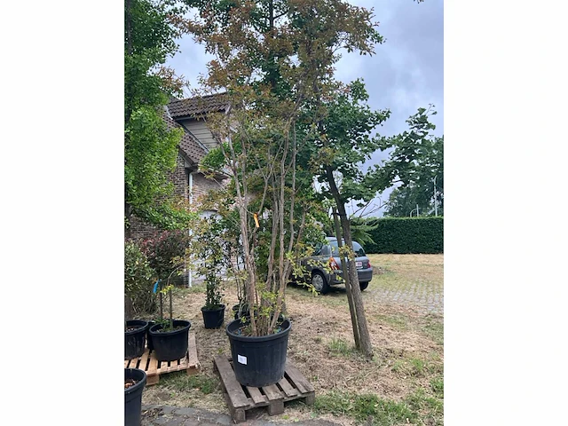 Lagerstroemia planten met pot - afbeelding 1 van  3