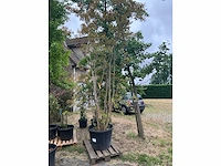 Lagerstroemia planten met pot - afbeelding 1 van  3