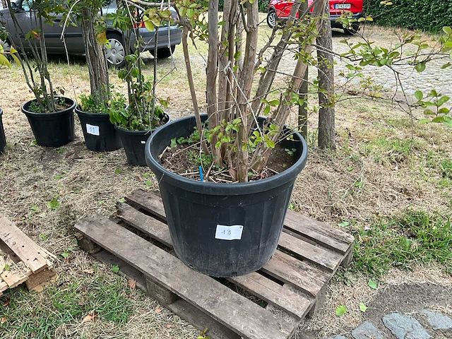Lagerstroemia planten met pot - afbeelding 2 van  3