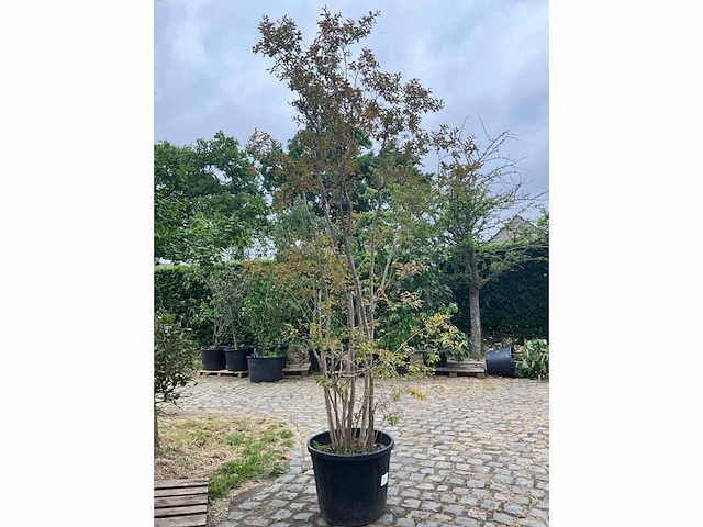 Lagerstroemia planten met pot - afbeelding 3 van  3