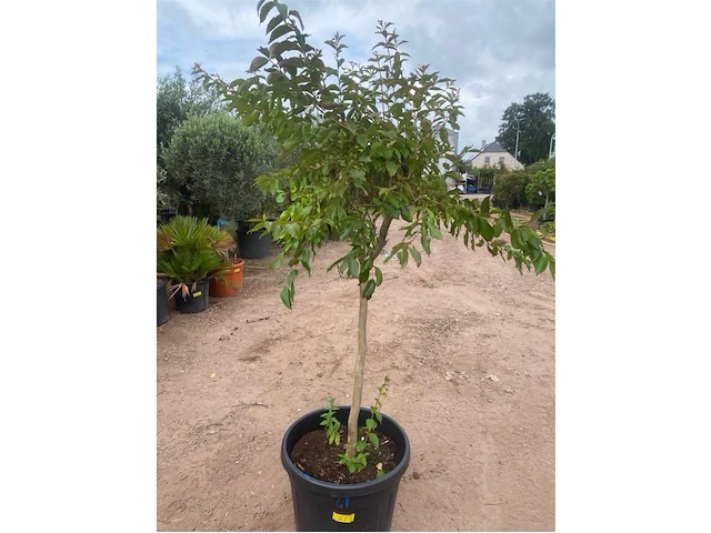 Lagerstroemia - afbeelding 1 van  2