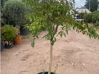 Lagerstroemia - afbeelding 1 van  2
