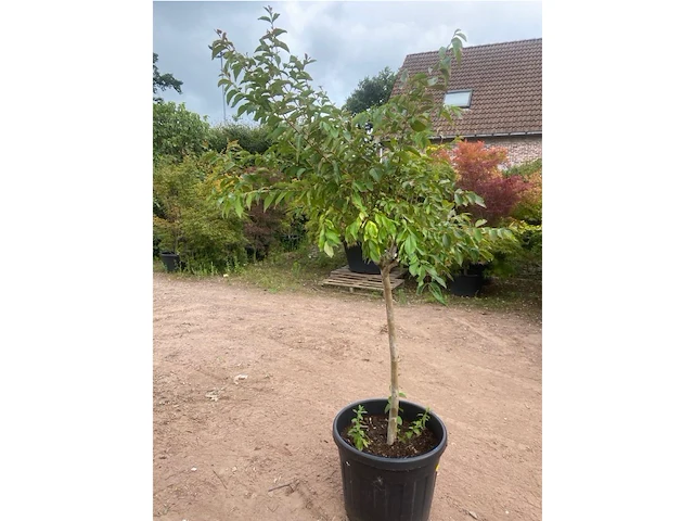 Lagerstroemia - afbeelding 2 van  2