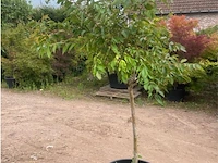 Lagerstroemia - afbeelding 2 van  2