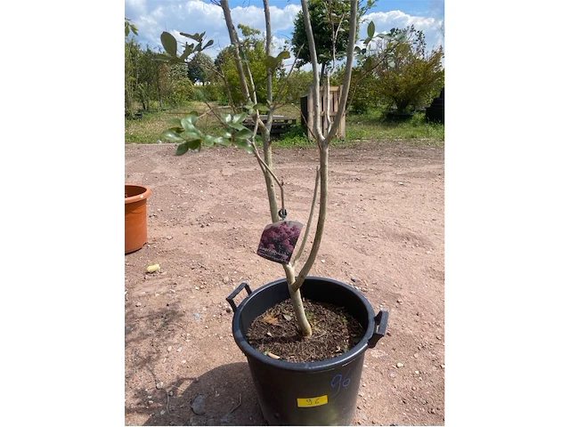 Lagerstroemia - afbeelding 1 van  2