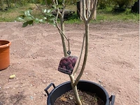 Lagerstroemia - afbeelding 1 van  2