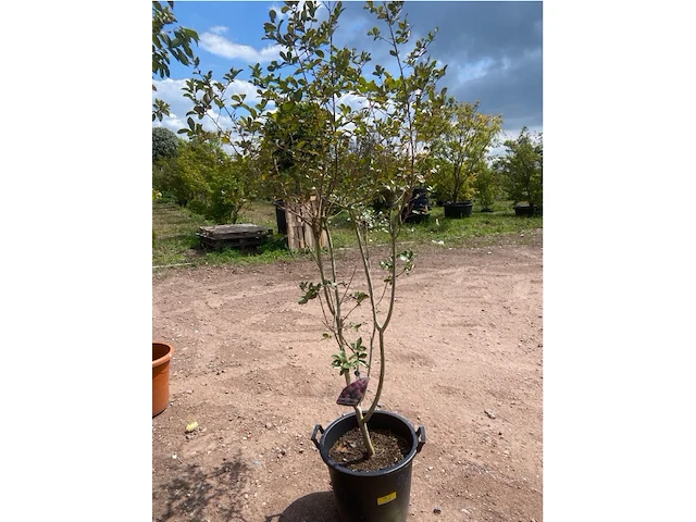 Lagerstroemia - afbeelding 2 van  2