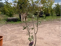 Lagerstroemia - afbeelding 2 van  2