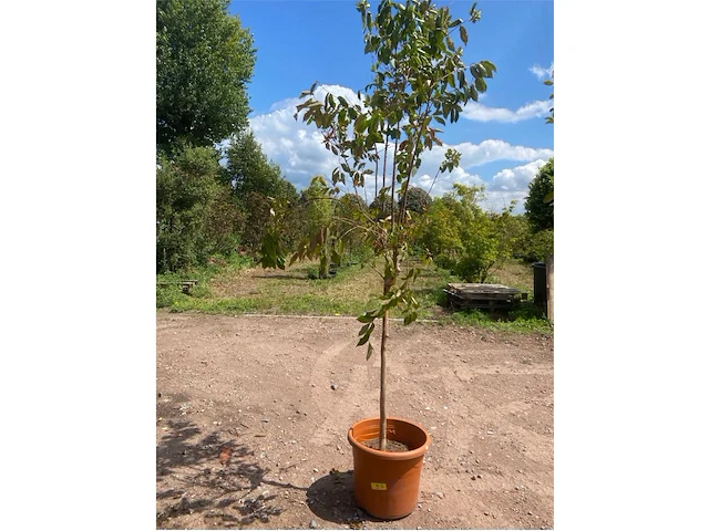 Lagerstroemia - afbeelding 1 van  2