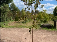 Lagerstroemia - afbeelding 1 van  2