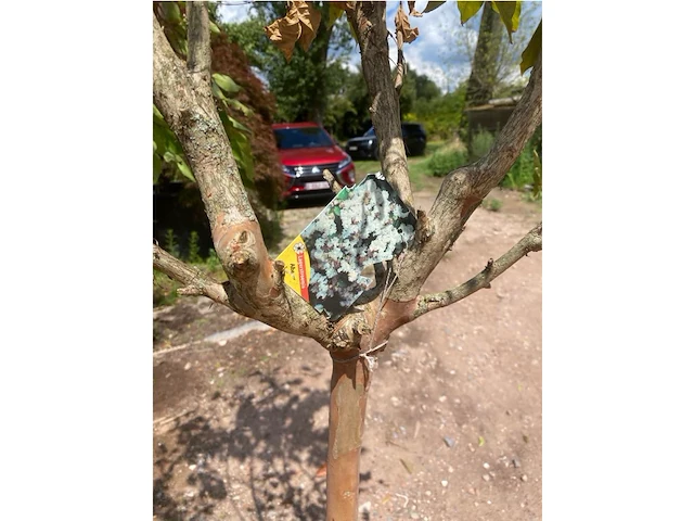 Lagerstroemia - afbeelding 2 van  2