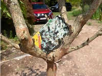 Lagerstroemia - afbeelding 2 van  2