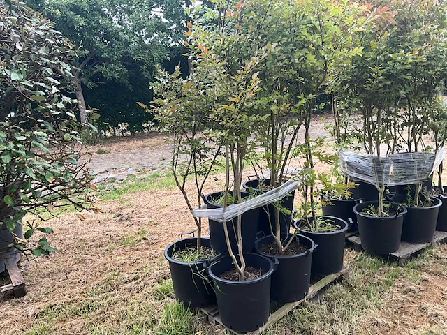 Lagerstromia planten met pot (4x) - afbeelding 1 van  2