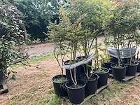 Lagerstromia planten met pot (4x) - afbeelding 1 van  2