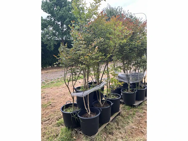 Lagerstromia planten met pot (4x) - afbeelding 2 van  2