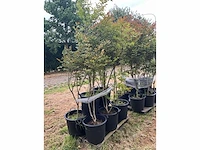 Lagerstromia planten met pot (4x) - afbeelding 2 van  2