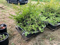 Lagerstromia planten met pot (8x) - afbeelding 1 van  2