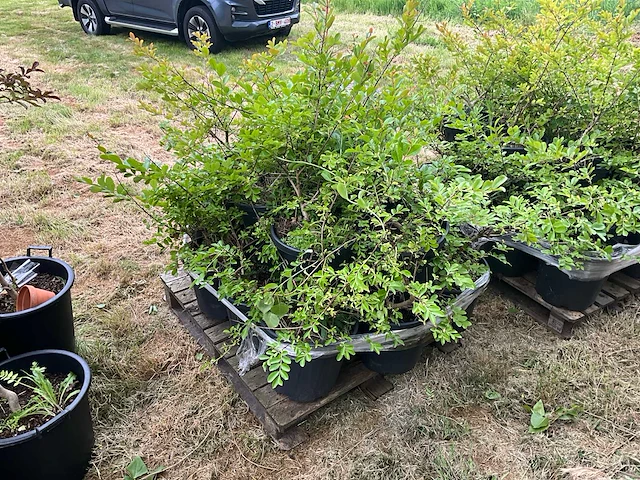 Lagerstromia planten met pot (8x) - afbeelding 1 van  2
