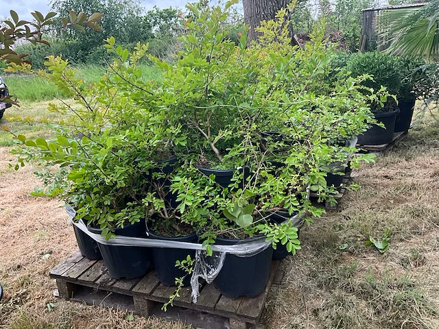 Lagerstromia planten met pot (8x) - afbeelding 2 van  2