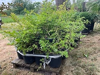 Lagerstromia planten met pot (8x) - afbeelding 2 van  2
