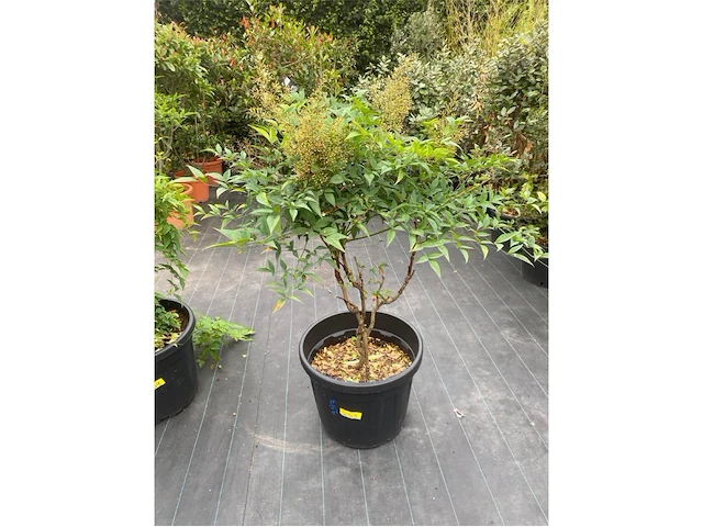 Landines domestica - afbeelding 1 van  1