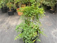 Landines domestica - afbeelding 1 van  1