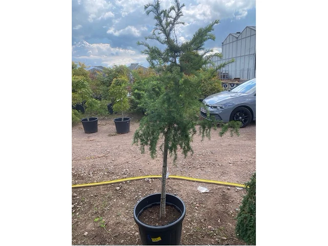 Larix - afbeelding 1 van  1