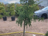 Larix - afbeelding 1 van  1