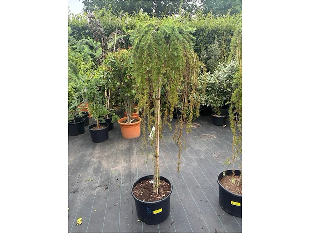 Larix - afbeelding 1 van  2