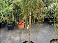 Larix - afbeelding 1 van  2